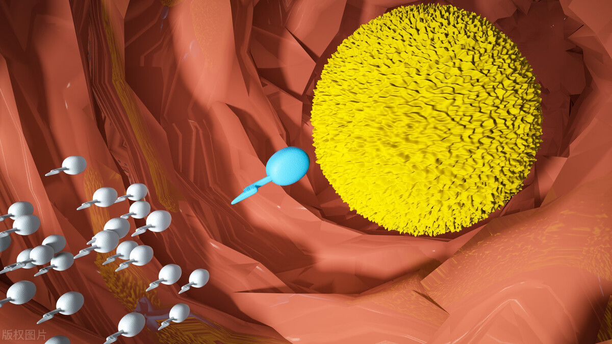 胚胎到达子宫几天着床,冻胚不着床在子宫里能活几天
