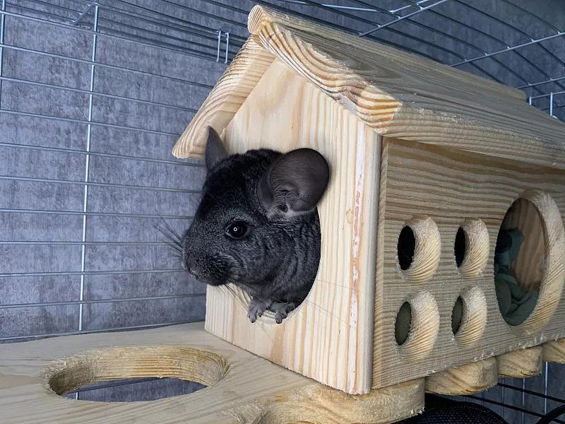 素食宠物食品,素食宠物零食有哪些品种
