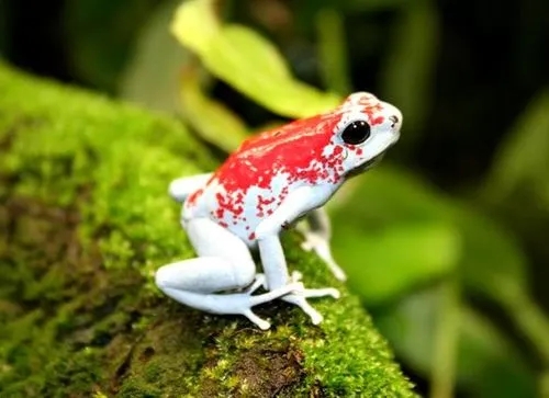 箭毒蛙为什么成为濒危动物,箭毒蛙世界上最毒的蛙