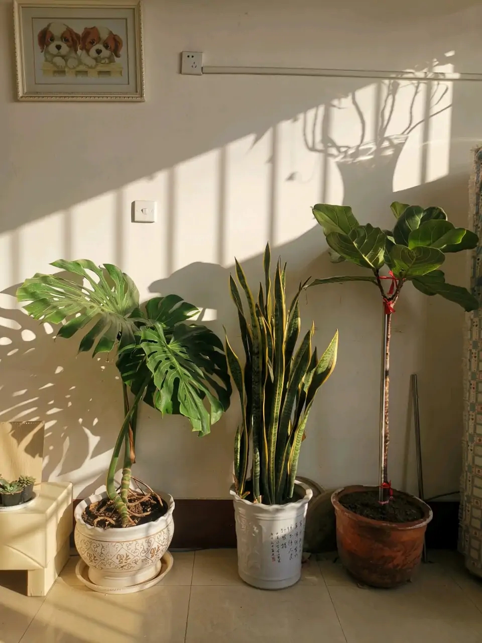 阳台上可以种什么蔬果,阳台上适合种的蔬果