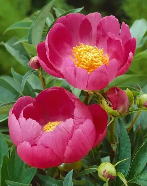 鐧借妽鏄嵂鏉愬悧,鑽潗鐧借妽璋佹敹