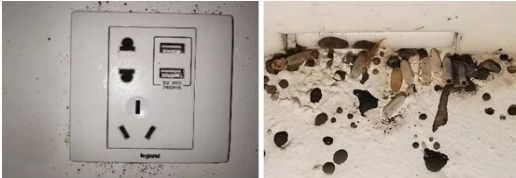 宿舍有臭虫怎么彻底消灭,宿舍有臭虫怎么防止被咬