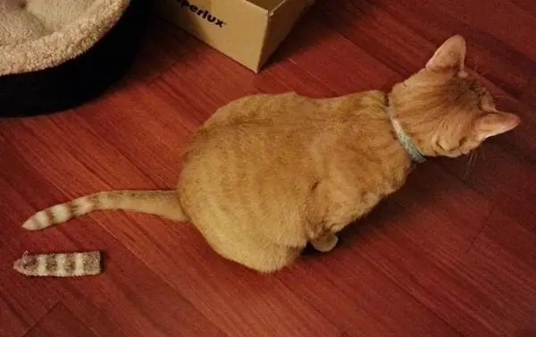 猫尾巴断了露出骨头怎么处理,猫尾巴被压断了能自愈吗