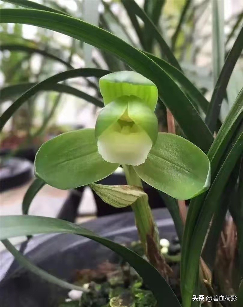 一棵蕙兰值多少钱,一棵蕙兰卖800万图片