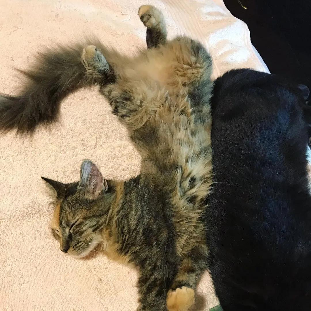 玳瑁阴阳脸猫,阴阳脸玳瑁小猫