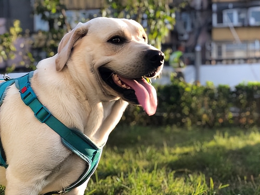 养狗新手推荐什么狗体味小不掉毛,养狗新手养什么狗可以保护主人