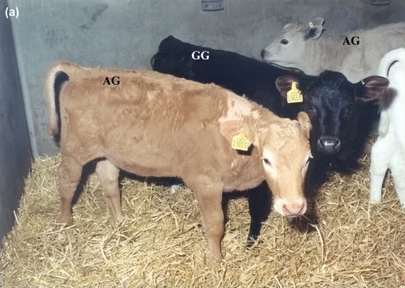 对牛毛色遗传影响：夏洛莱×荷斯坦种群中，真黑素与黑素的稀释