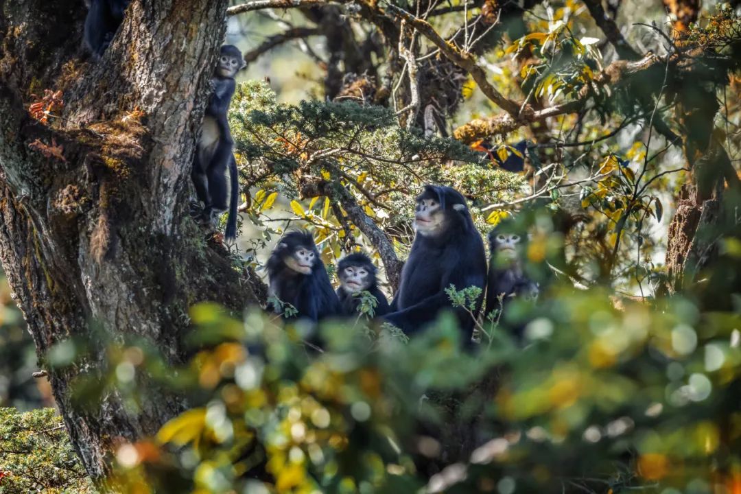 昆明七彩云南怎么样,七彩云南避暑家园