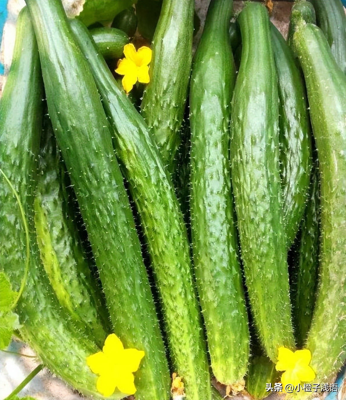 志愿者给新疆居民买菜,新疆志愿者为居民买菜