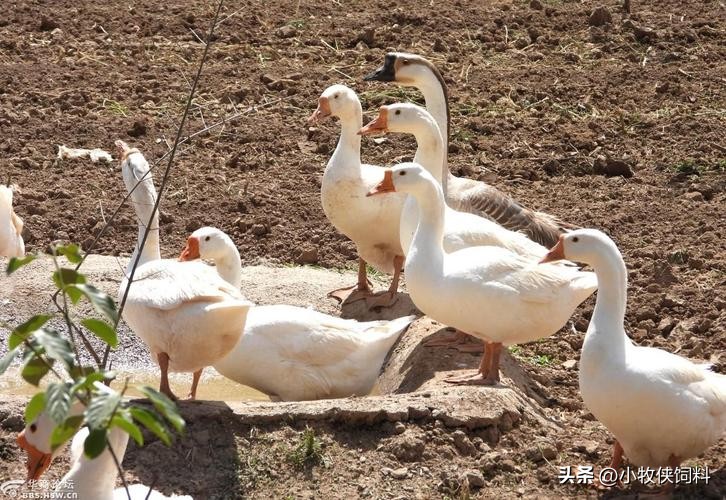 鹅副粘病毒病常见吗,鹅副粘病毒症状及治疗方法