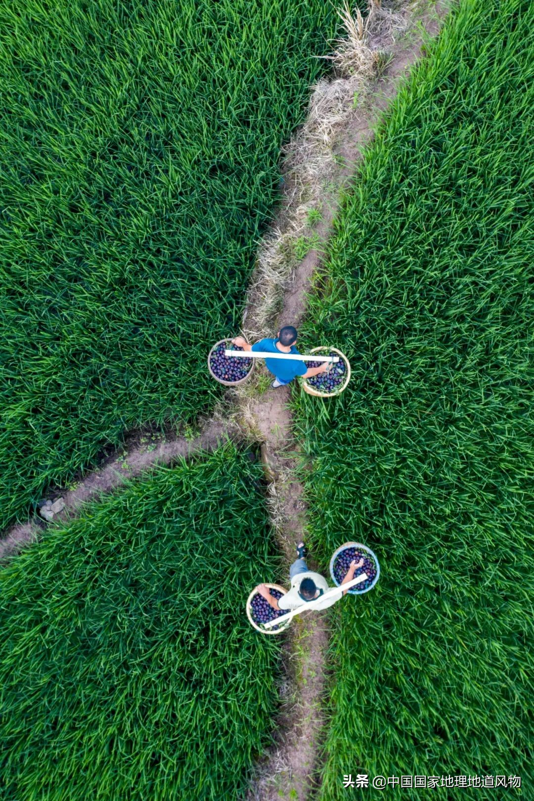 李子哪个品种最甜最好吃,李子种植哪个品种最好吃