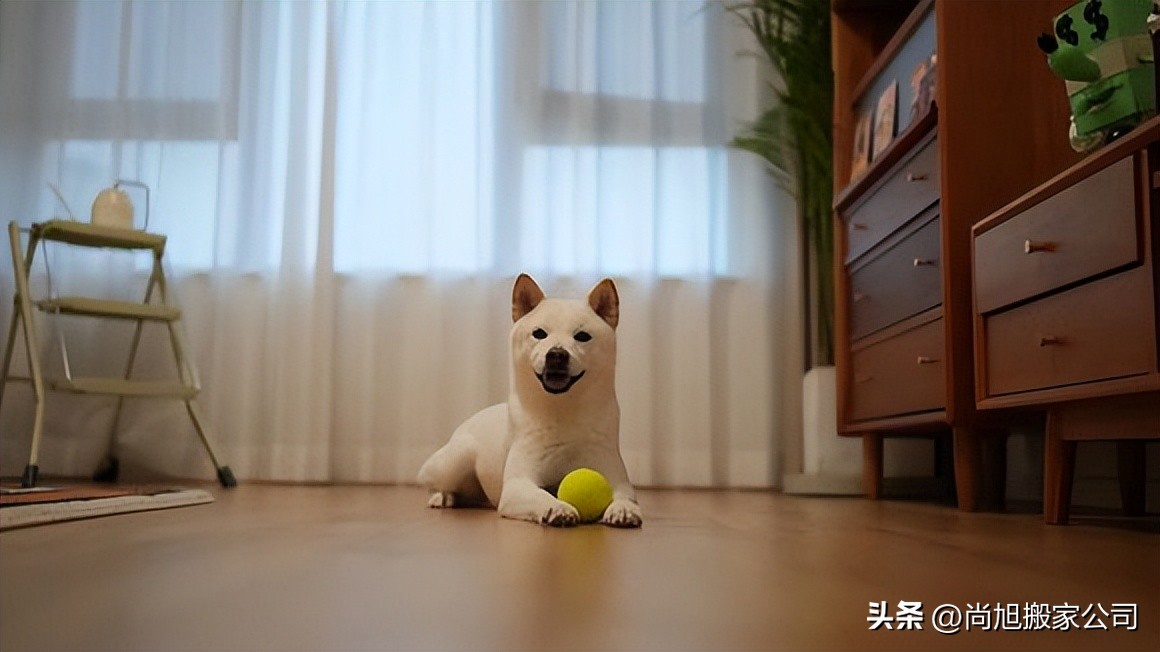 有宠物但自己想去旅行怎样办,带宠物搬家