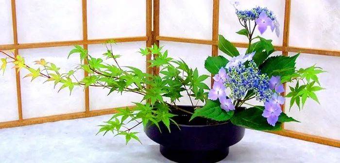 日式插花小原流花道,日式插花的13个基本技巧
