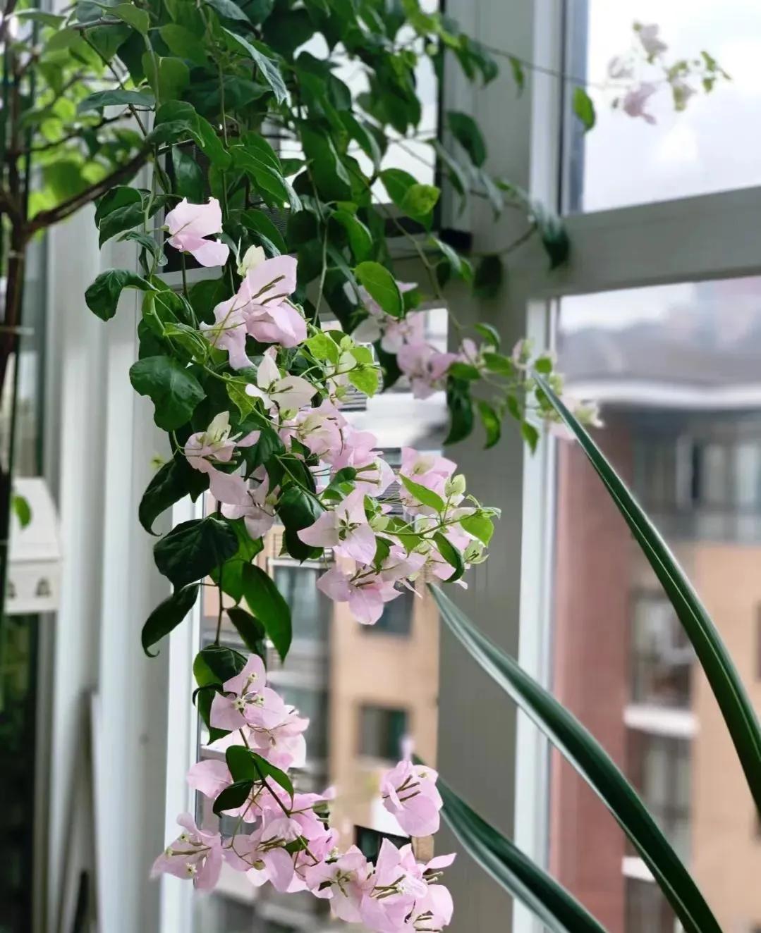 90后将天台改造成空中花园,90后姑娘回家改造楼顶花园