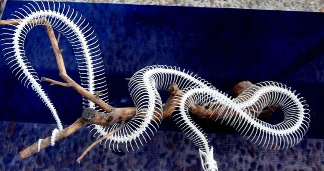 3万条蛇集体交配,雄蛇伪装成雌蛇,交配后还使坏堵住雌蛇泄殖腔