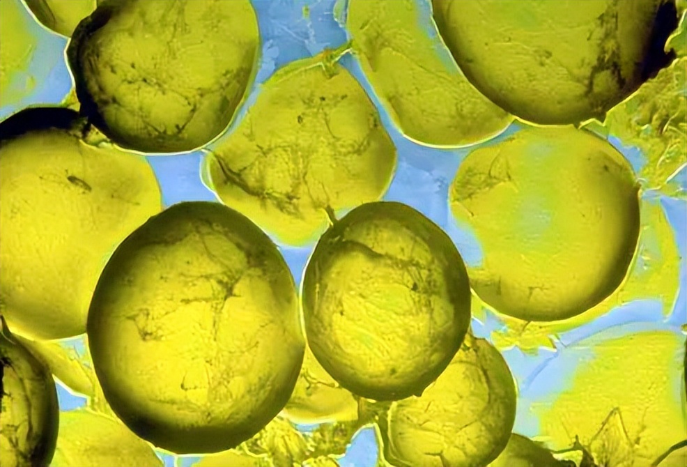 起泡酒怎么酿造,起泡酒用什么酵母