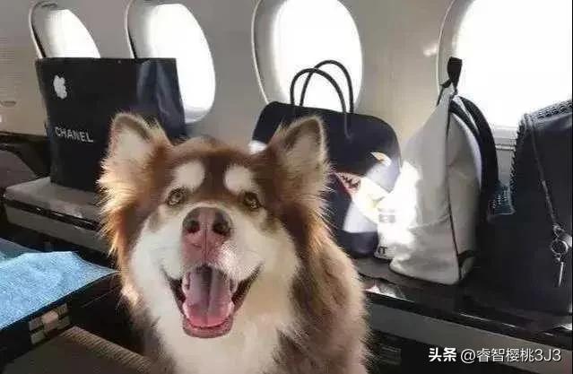 王思聪的狗生活费多少,王思聪的宠物狗一个月的消费