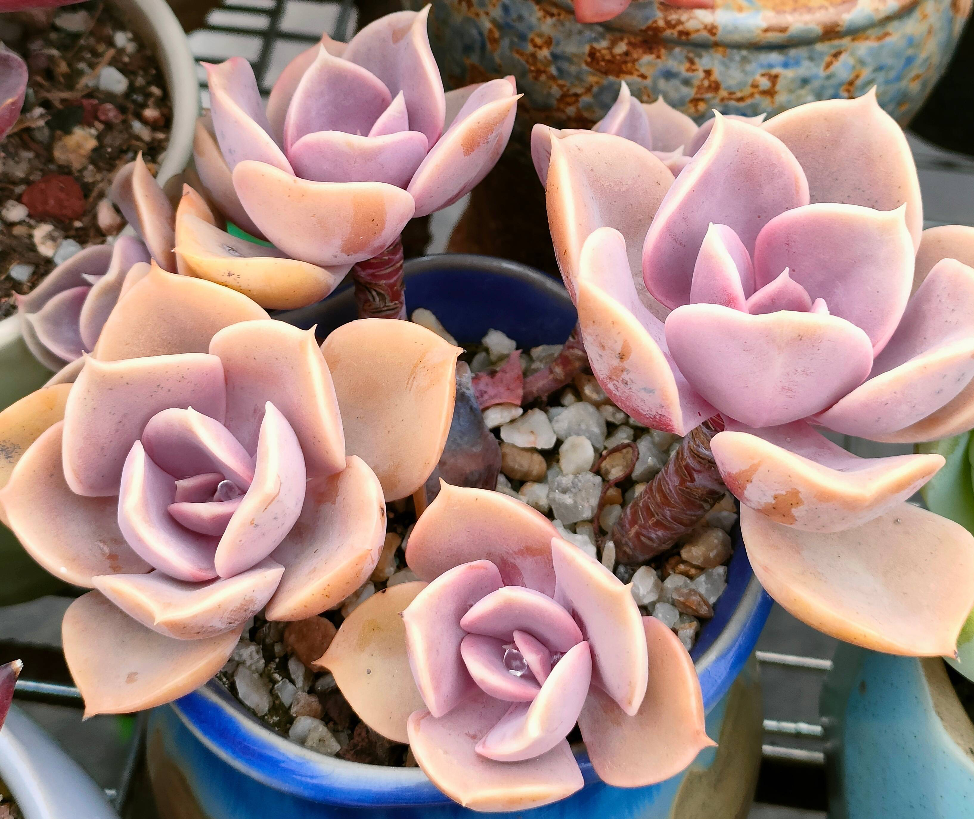 养多肉的100个方法,怎么养多肉才能养得最好