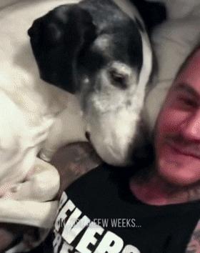 德牧被救的视频后续,被救德牧最终死亡