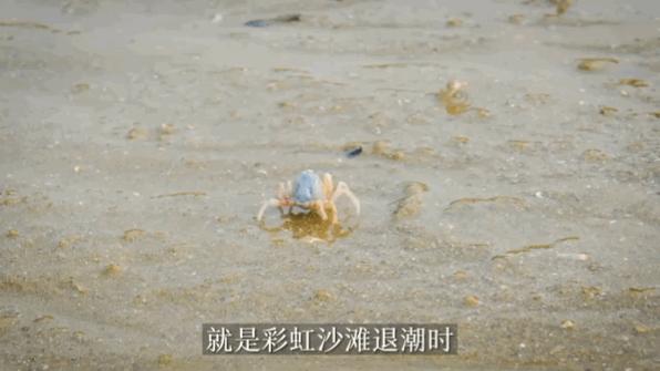 看海赶海视频大全,看海赶海适合去哪里玩