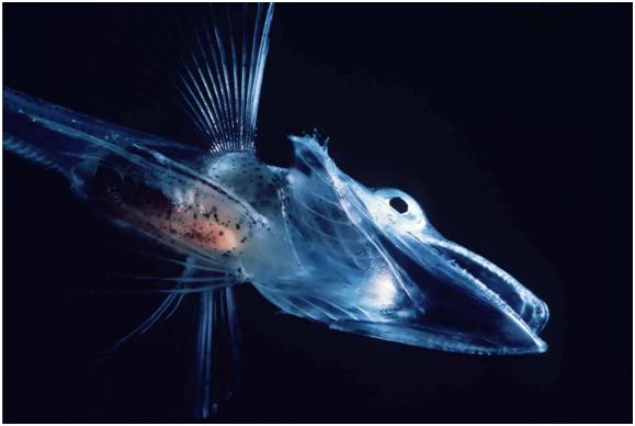 2012年发现的南极深海怪鱼,惊现深海恐怖怪鱼