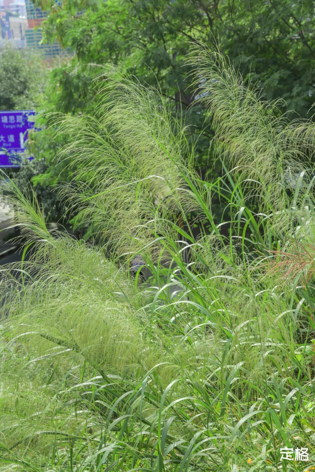 深圳百米长「纯白登山梯」，打卡绝了