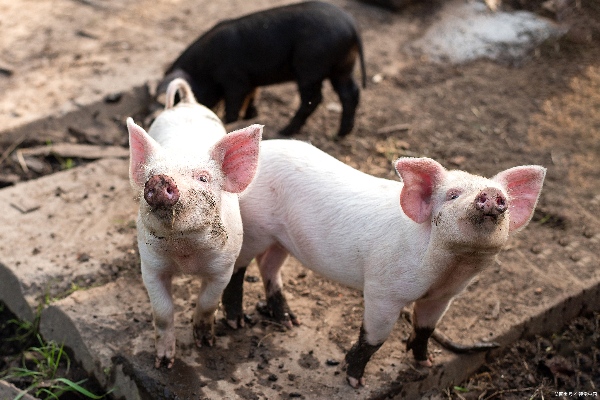 猪拉血是怎么引起的,猪拉血病打什么药