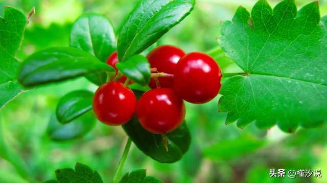 美人豆怎么做,美人豆图片