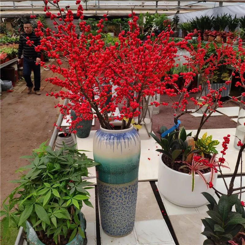 过年养什么盆栽花好看又好养,过年家里养什么水培植物好