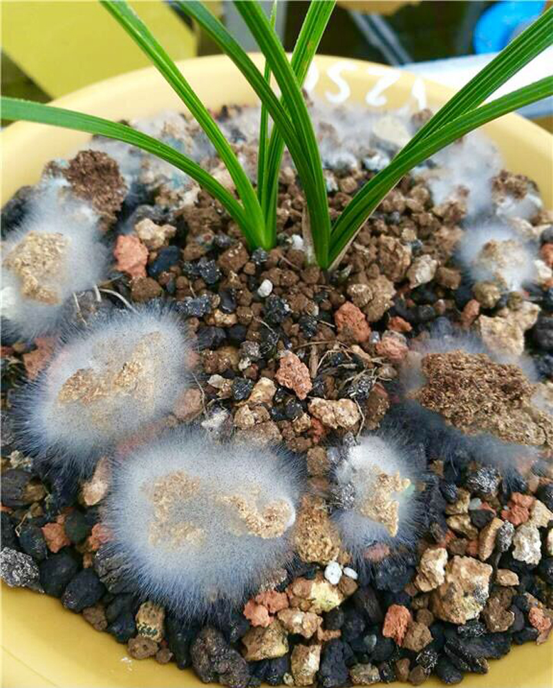 兰花需要什么菌才能活,兰花植料长白色菌丝什么原因