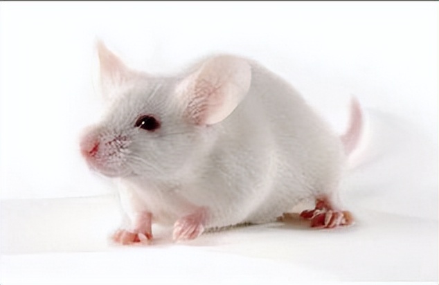 海洋动物体内的原肌球蛋白含量，是否会引起人体食物过敏？