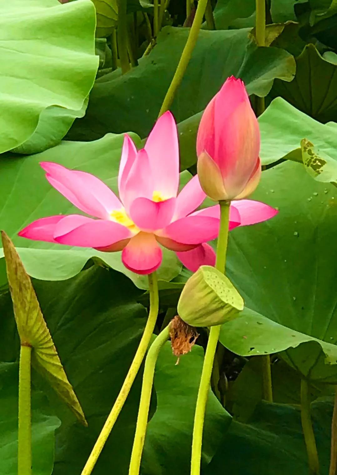 梦里水乡花伞舞,梦里水乡花楼恋歌