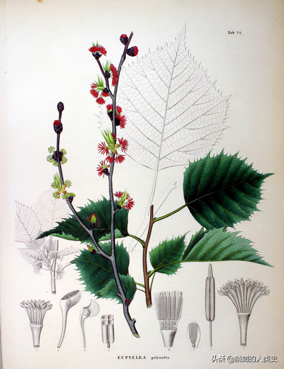 双子叶植物纲花毛科毛茛属,天雄毛茛目毛茛科植物