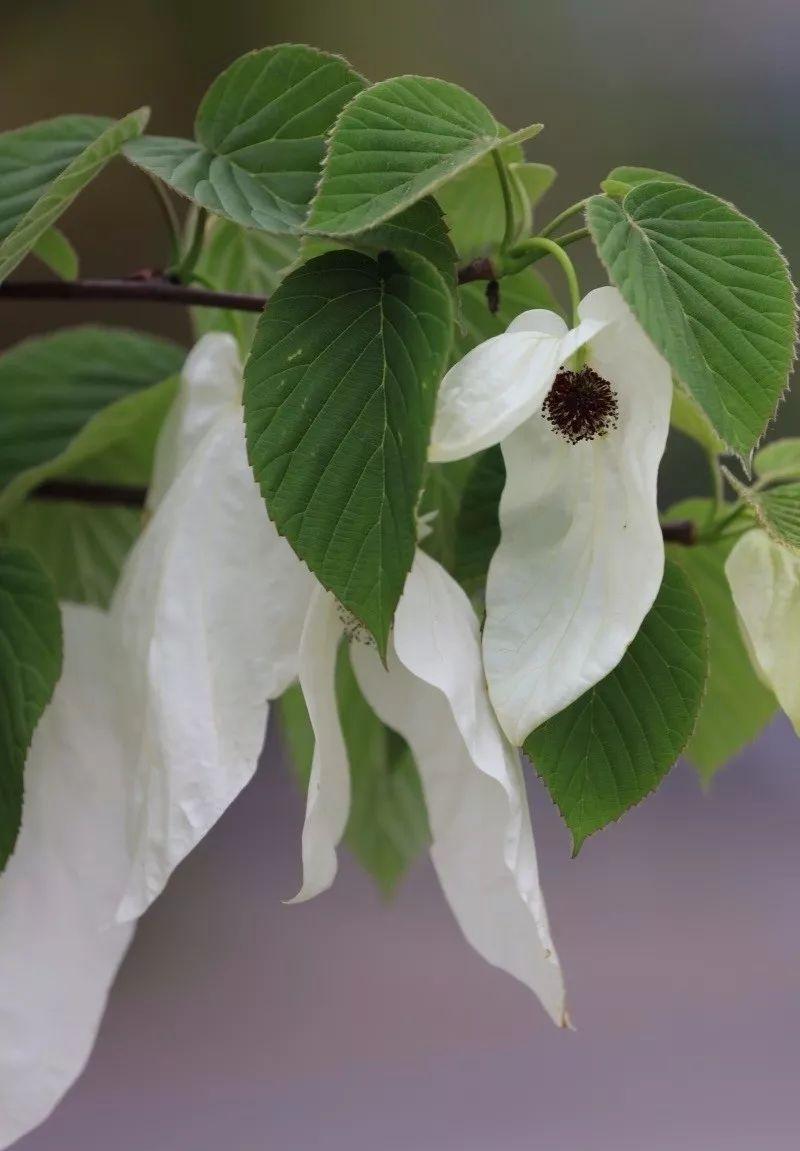 都江堰熊猫谷里的国宝,都江堰市大熊猫国家公园