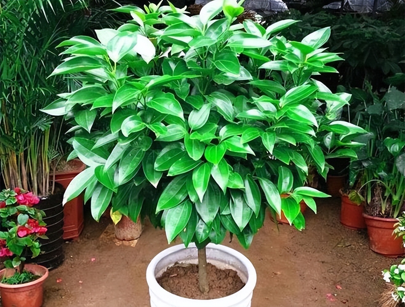 好运又吉利的花,夏季十大喜庆的花