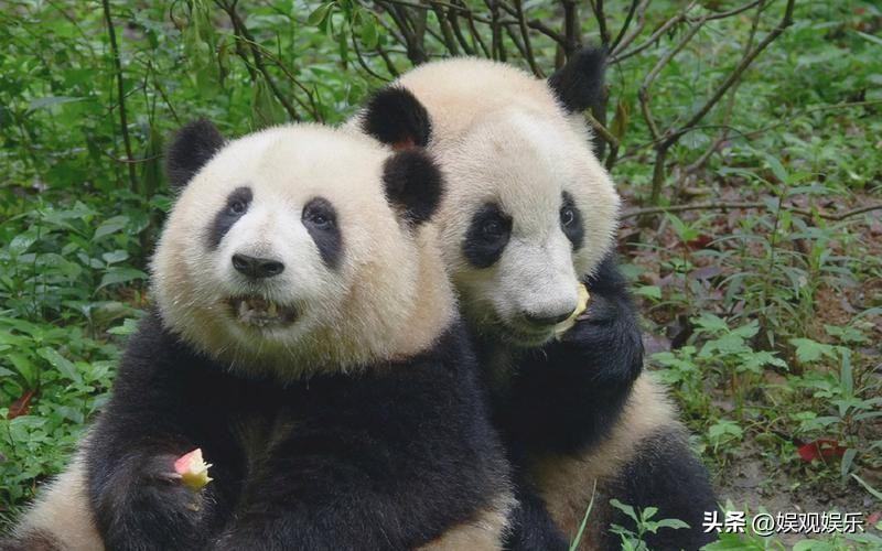 熊猫天团四喜丸子,熊猫四喜丸子和韭菜花叶