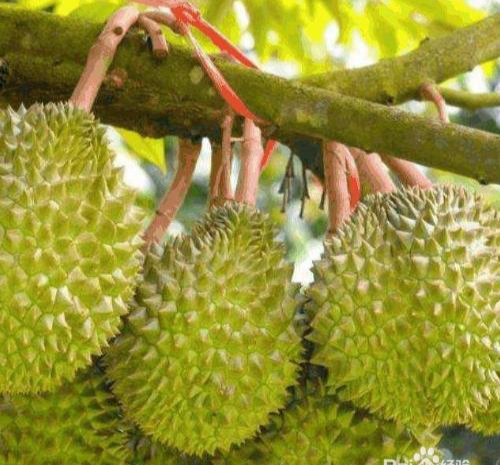 榴莲果树几年结果,榴莲是什么植物的果实