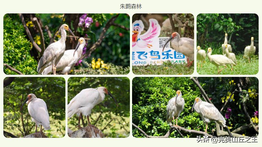 广州5a景区正佳广场,广州5a景点排名大全