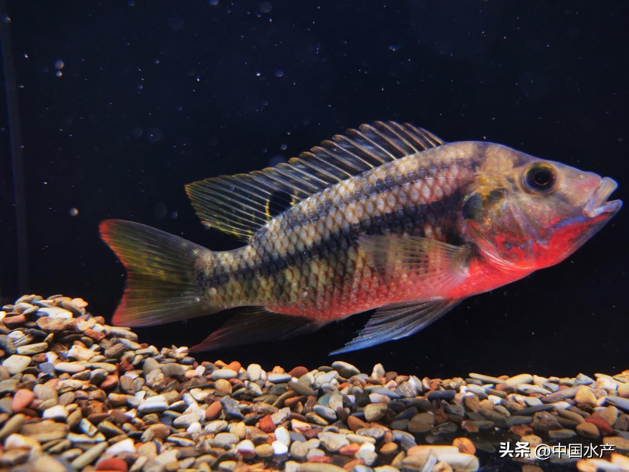 水生外来物种入侵防控工作方案,水生动物防疫