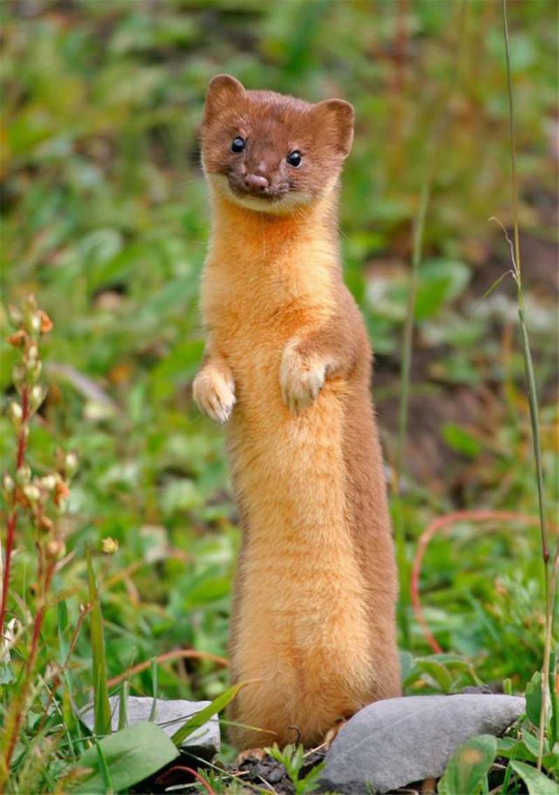 黄鼠狼不能打什么原因,为什么黄鼠狼到人家不能打