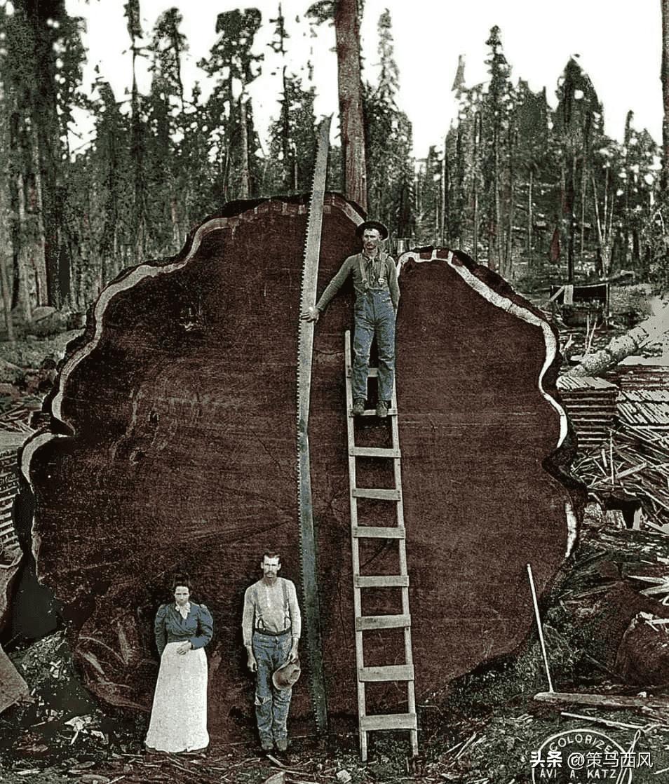 日本投降珍贵视频资料,日本投降珍贵影像