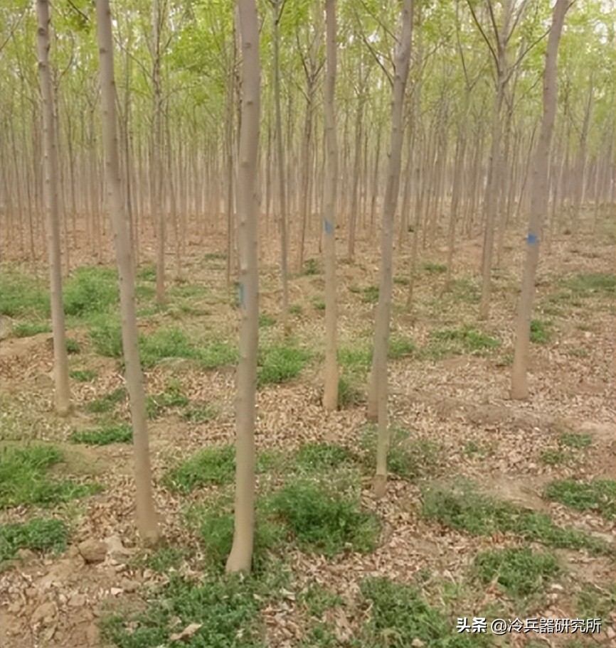 古代武术为什么讲究套路,传统武术里长枪跟长棍的不同用法