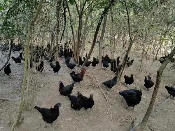 凤翔虢镇养鸡户,宝鸡凤翔养鸡