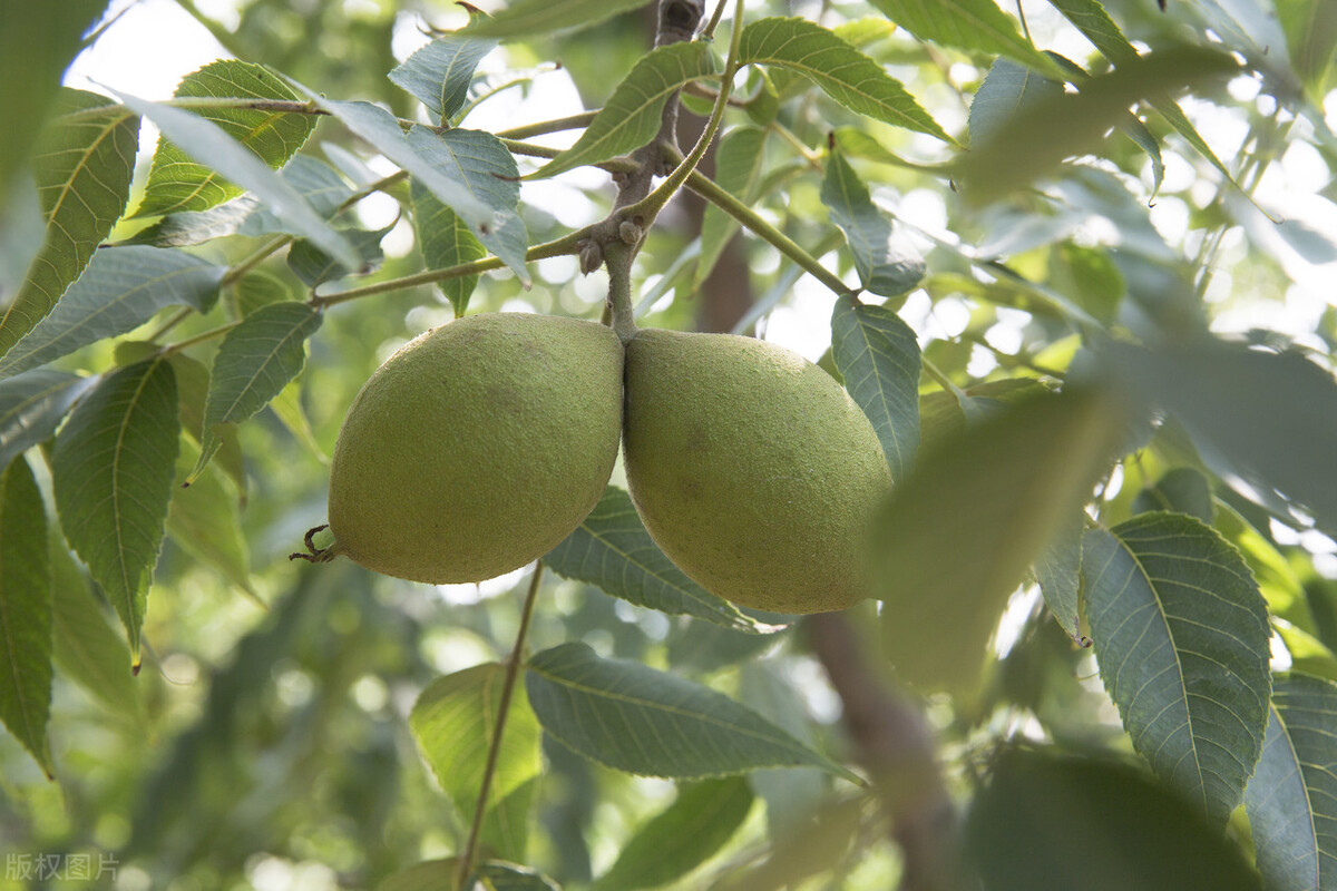 核桃熬油的方法,野生山核桃油的做法