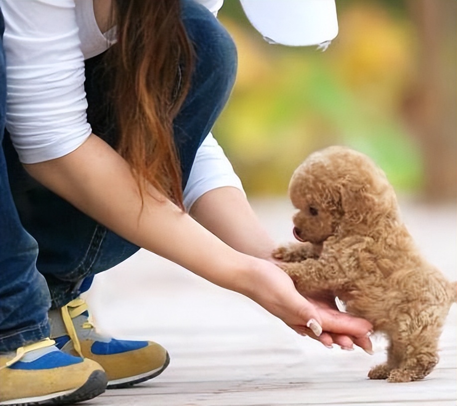 泰迪喜欢主人的表现有哪些,泰迪身体有这些表现得赶紧驱虫了
