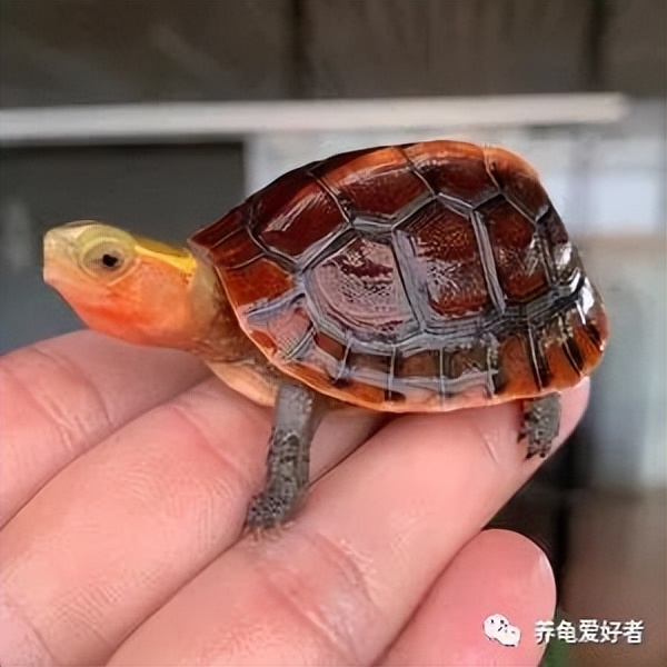 如何判断龟的品种,如何辨别龟的品种