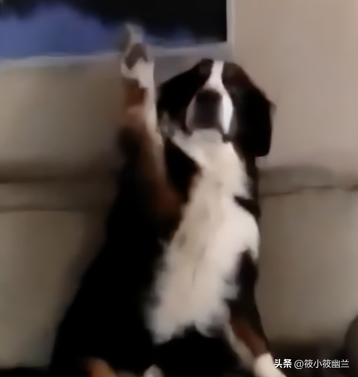 你家狗狗喜欢上别人了吗,狗狗为什么一直扒拉主人胳膊