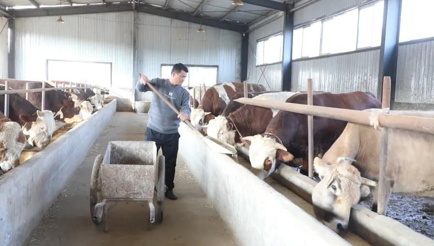 柘城县鸿旺肉牛养殖,柘城县盛兴肉牛养殖场