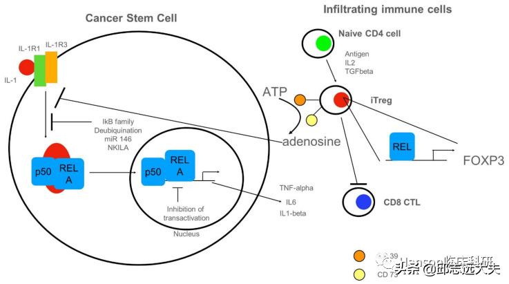 深度解析nfc,nf-rb信号通路
