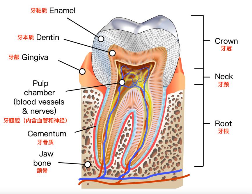 牙齿细微变化,牙齿或许会发生这3种变化
